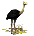 20090124031955-20080202201858-ostrich-eggs-nesting-md-wht.gif